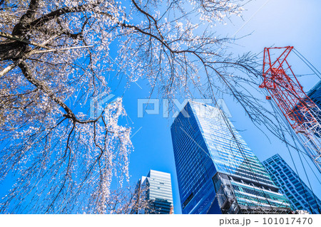 日本の東京都市景観 青空に映えるしだれ桜(ハチ公生誕)と渋谷駅前の摩天楼、大型クレーン=3月19日 日本の東京都市景観 青空に映えるしだれ桜(ハチ公生誕)と渋谷駅前の摩天楼、大型クレーン=3月19日 101017470