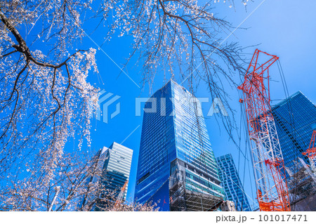 日本の東京都市景観　青空に映えるしだれ桜（ハチ公生誕）と渋谷駅前の摩天楼、大型クレーン＝3月19日 101017471