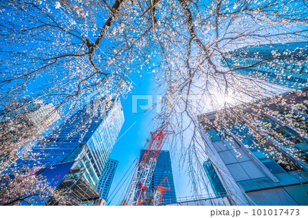 日本の東京都市景観 青空に映えるしだれ桜(ハチ公生誕)と渋谷駅前の摩天楼、大型クレーン=3月19日 日本の東京都市景観 青空に映えるしだれ桜(ハチ公生誕)と渋谷駅前の摩天楼、大型クレーン=3月19日 101017473