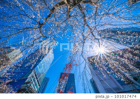 日本の東京都市景観　青空に映えるしだれ桜（ハチ公生誕）と渋谷駅前の摩天楼、大型クレーン＝3月19日 101017474