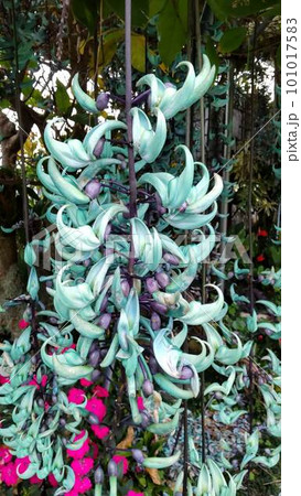 ヒスイカズラ 101017583