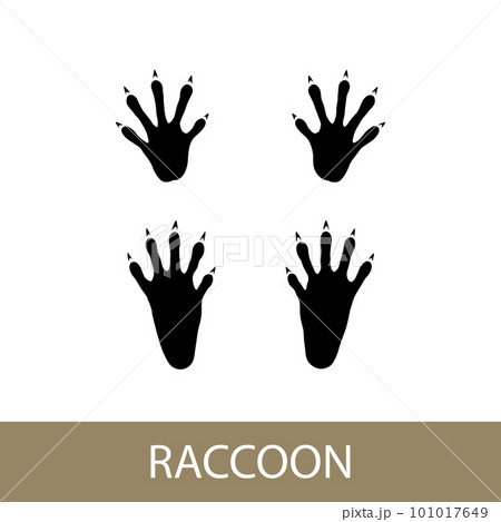 Raccoon mammal trace 101017649