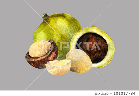 Macadamia nut watercolor. Clipart watercolor macadamia nuts.pattern 101017734