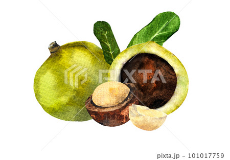 Macadamia nut watercolor. Clipart watercolor macadamia nuts.pattern Macadamia nut watercolor. Clipart watercolor macadamia nuts.pattern 101017759