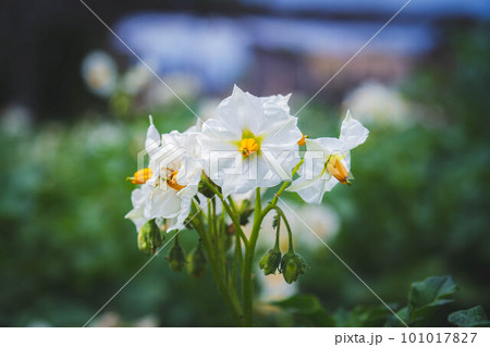 Close-up of flowering potatoes. White potato flowers. Harvest. Close-up of flowering potatoes. White potato flowers. Harvest. 101017827