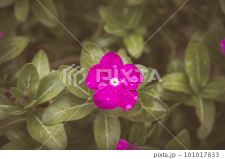 Beautiful wildflowers close-up. Bright sun illuminates flowers in grass. 101017833