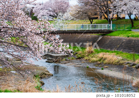 小川にかかる桜　東京都　南浅川 101018052