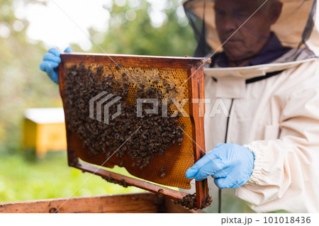 Senior apiarist holding hive frame Senior apiarist holding hive frame 101018436