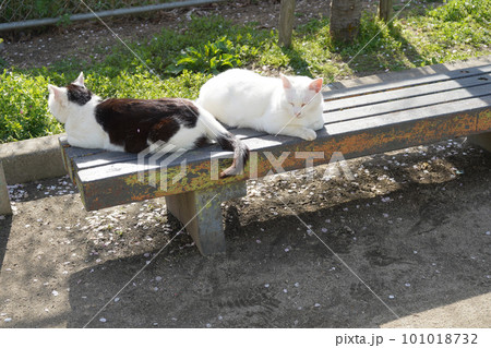 公園のベンチに2匹の猫 101018732
