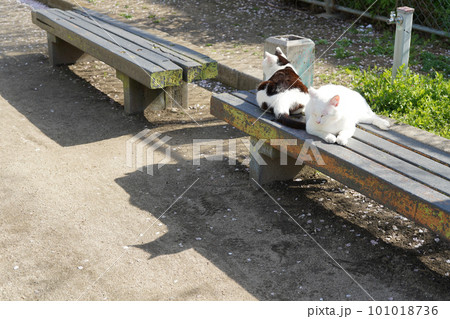 公園のベンチに2匹の猫 公園のベンチに2匹の猫 101018736