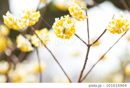 満開のミツマタ 101018904