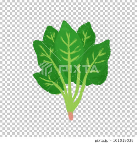 手描き風のシンプルなほうれん草のイラスト 101019039