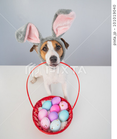Top view of cute jack russell terrier dog in a bunny rim holding a basket with painted easter eggs on a white background. 101019040