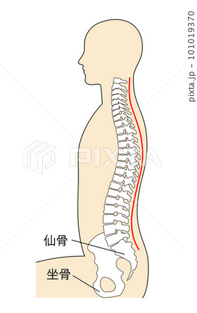 坐骨座りで正しい座り方をする人物イラストのイラスト素材 [101019370] - PIXTA
