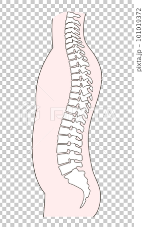正常脊柱的插圖 101019372