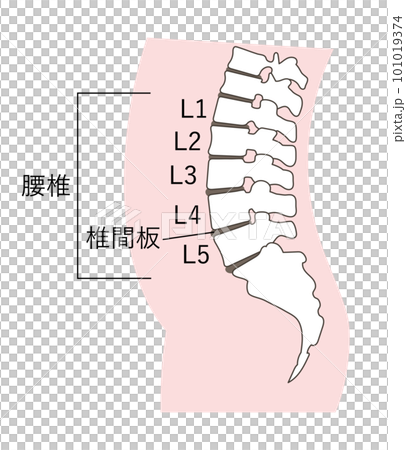 正常な腰椎と椎間板のイラスト 101019374