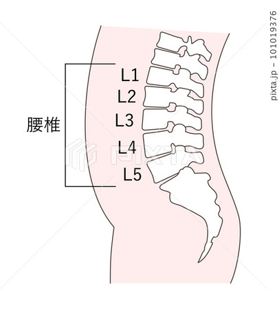 正常な腰椎の解説イラスト 101019376