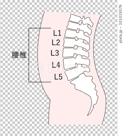 正常な腰椎の解説イラスト 101019376
