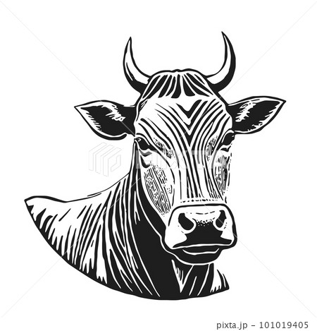 The head of a cow and a bull. Hand drawn in graphic black and white style. Vintage vector engraving for poster and social media. networks. Isolated on white background. 101019405