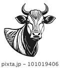 The head of a cow and a bull. Hand drawn in graphic black and white style. Vintage vector engraving for poster and social media. networks. Isolated on white background. 101019406