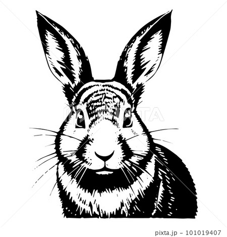 Hand drawn portrait of a rabbit head. Sketch, picture of an Easter Bunny. Black and white illustration, hand drawn sketch. Engraving, vector illustration 101019407