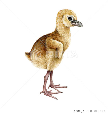 Crane chick watercolor illustration. Hand drawn newborn bird hatchling image. Small cute crane baby bird wildlife hand drawn element. White background 101019627