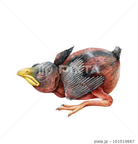 Newborn baby bird watercolor illustration. Hand drawn nestling element. House sparrow bird newborn chick. Small blind laying single nestling. Isolated on white background 101019667