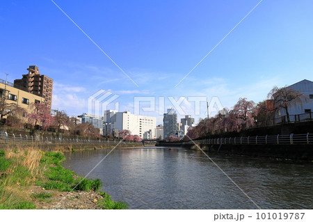 田川のしだれ桜並木/栃木県宇都宮市 田川のしだれ桜並木/栃木県宇都宮市 101019787