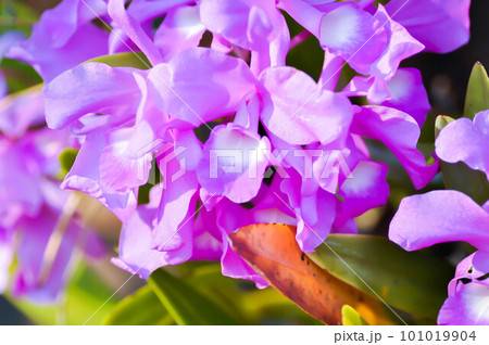The Guaria Morada orchid, osta Ricas national flower or chidaceae or purple orchid 101019904