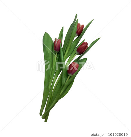 Red tulip garden flowers bouquet isolated, cutout with clipping path object on the white background, floral element of design, decor Red tulip garden flowers bouquet isolated, cutout with clipping path object on the white background, floral element of design, decor 101020019