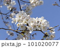青空に映える桜 101020077