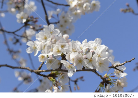 青空に映える桜 101020077