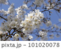 青空と映える桜 101020078