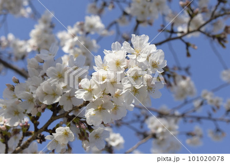 青空と映える桜 101020078