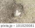ハートの形をした石が地面に！！！ 101020081