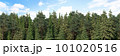 3D rendering of the background panorama of a coniferous forest. Detailed outdoor background of hilly forest 101020516