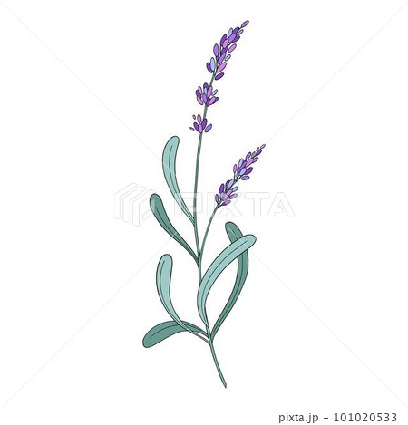 Lavender flower. Provence floral herb with purple blooms. Botanical drawing of French field Lavandula. Blossomed lavander. Colored hand-drawn vector illustration isolated on white background Lavender flower. Provence floral herb with purple blooms. Botanical drawing of French field Lavandula. Blossomed lavander. Colored hand-drawn vector illustration isolated on white background 101020533