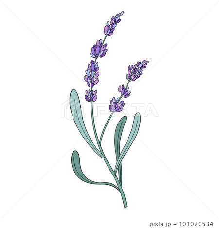 Lavender flower. Provence floral herb with purple blooms. Botanical drawing of French field Lavandula. Blossomed lavander. Colored hand-drawn vector illustration isolated on white background 101020534