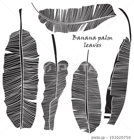 Set of silhouette tropical banana palm leaves green isolated on white background. 101020750