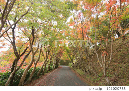 愛媛県内子町　龍王公園の紅葉 101020783
