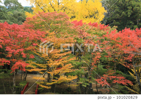 愛媛県八幡浜市　大元神社の紅葉 101020829