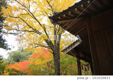 愛媛県八幡浜市 大元神社の紅葉 愛媛県八幡浜市 大元神社の紅葉 101020833