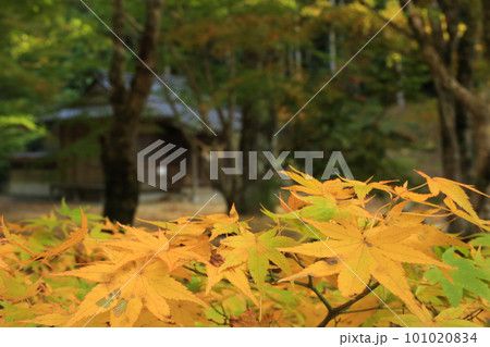 愛媛県八幡浜市　大元神社の紅葉 101020834
