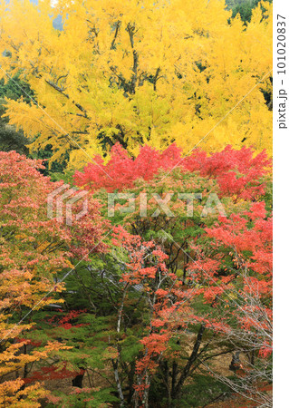 愛媛県八幡浜市　大元神社の紅葉 101020837