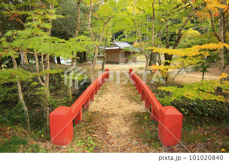 愛媛県八幡浜市　大元神社の紅葉 101020840