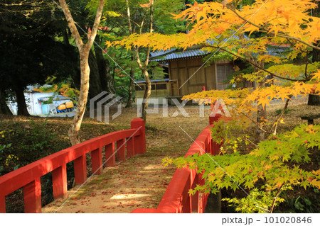 愛媛県八幡浜市 大元神社の紅葉 愛媛県八幡浜市 大元神社の紅葉 101020846