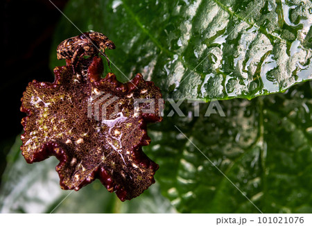 Hairy Chafer scarab on the leaves of Congo fig Hairy Chafer scarab on the leaves of Congo fig 101021076