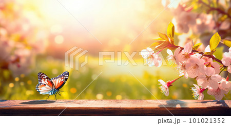 Spring background with empty wooden table. Natural template for product display with cherry blossoms bokeh and sunlight. Wooden table in spring blooming cherry orchard with butterflies 101021352