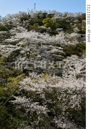 春の風物詩！　丸岡公園（鹿児島県霧島市横川町上ノ）の桜 101021722