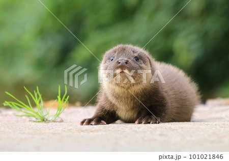 Adorable eurasian otter baby in summer 101021846